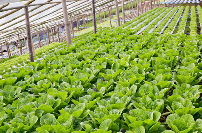 廣州蔬菜配送基地